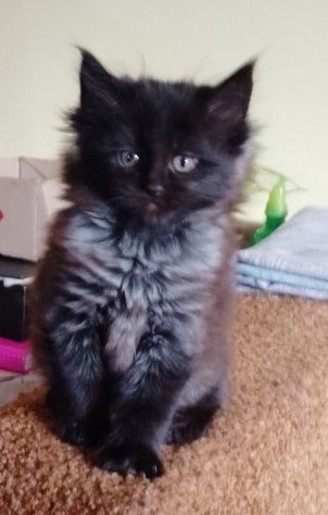 Продам кошеня мейн куна.