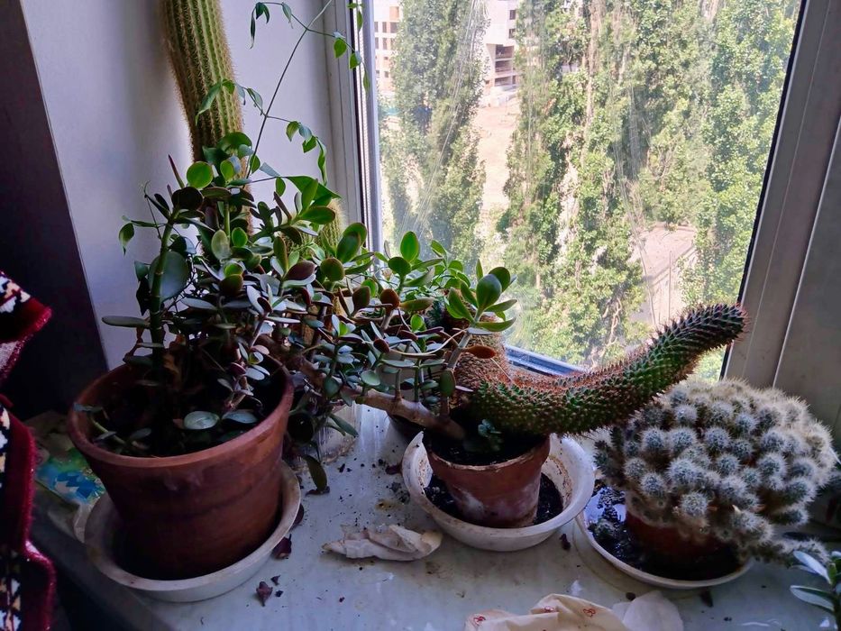 Квіти (великий вибір, шукають новий дім).