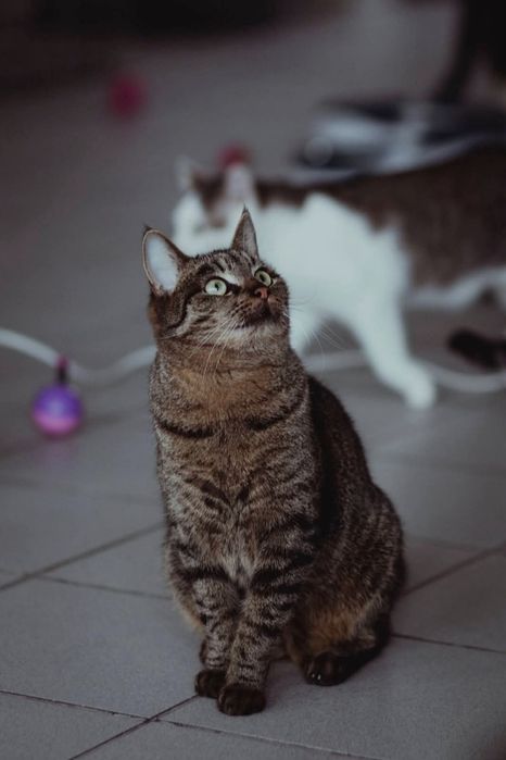 Grafit szuka spokojnego domu