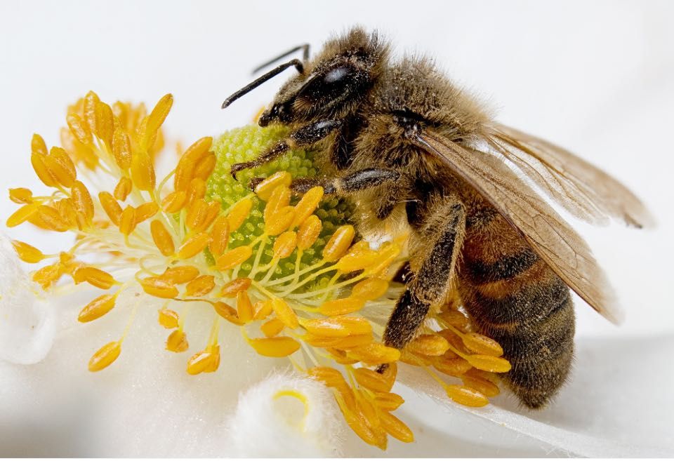 Воскова міль, прополіс, підмор