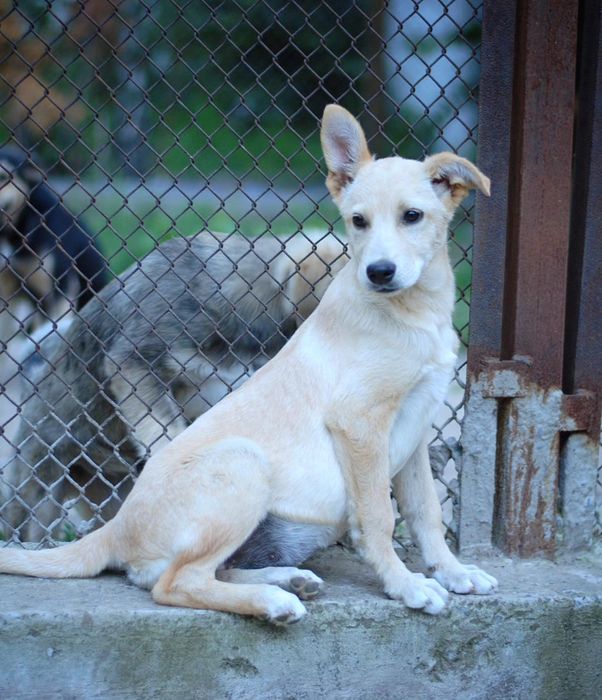 Шукають сім'ю песики з притулку