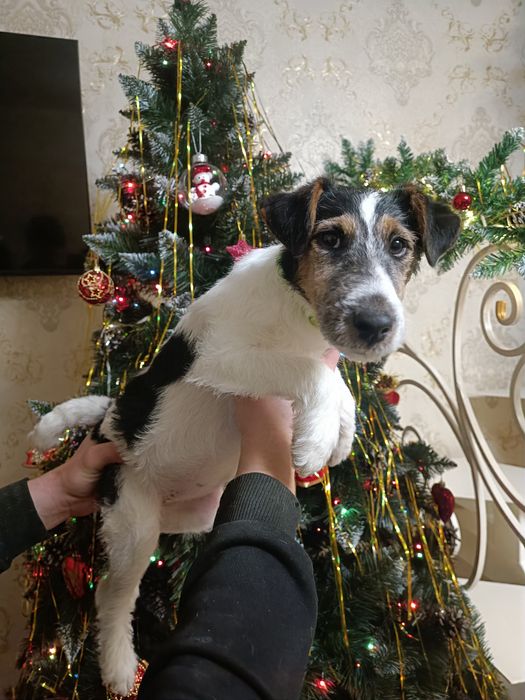 Родословная привитая девочка Фокс