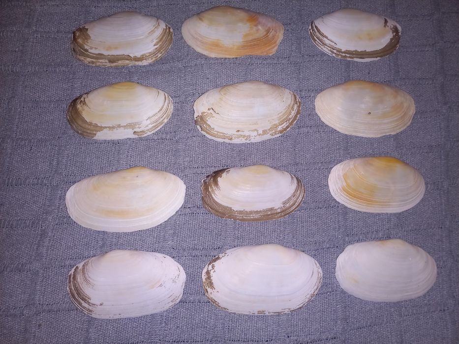Conchas 10 cm comprimento