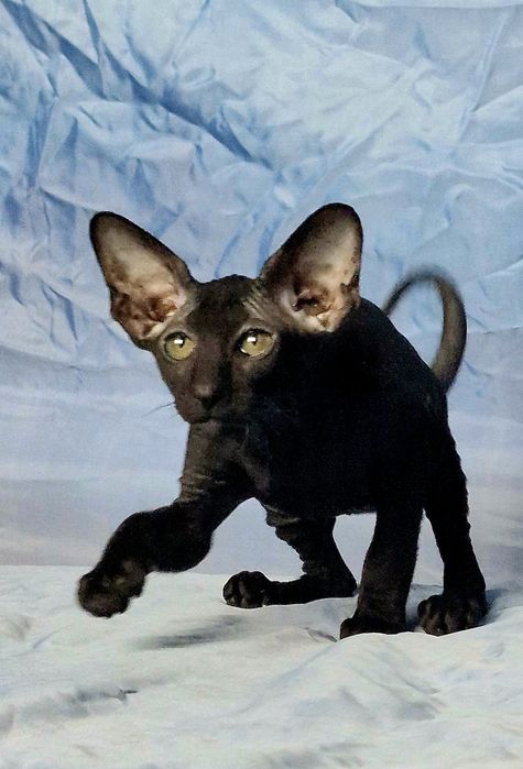 Peterbald kociak