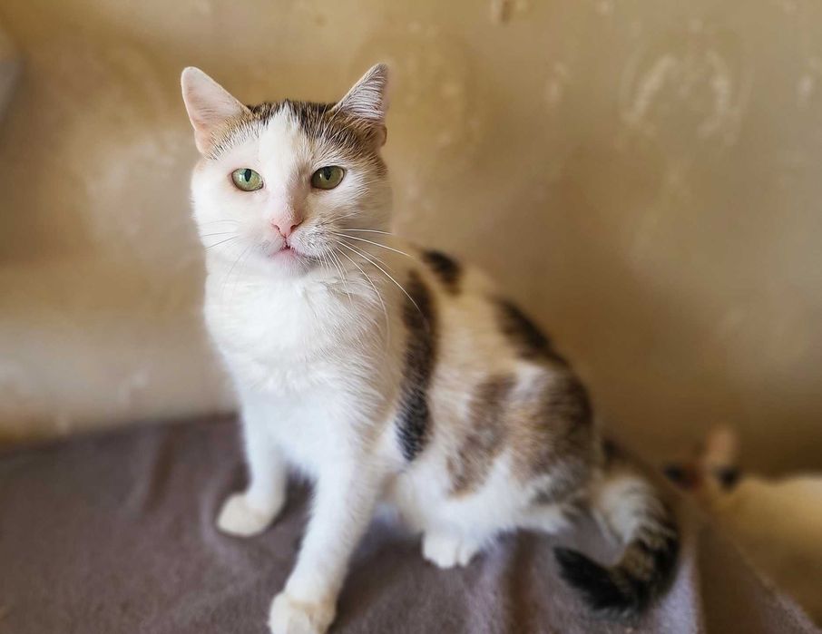 Ласкава красуня-кішечка Інга (1,5  роки). Стерилізована. Кошка