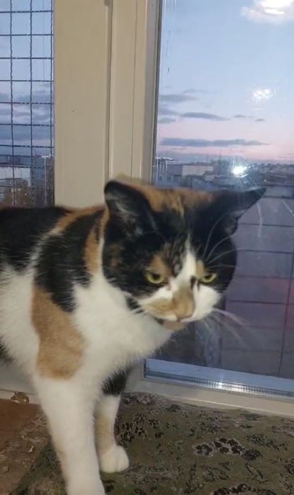 Отдам кошку трехцветку, стерилизована, 1,5 года