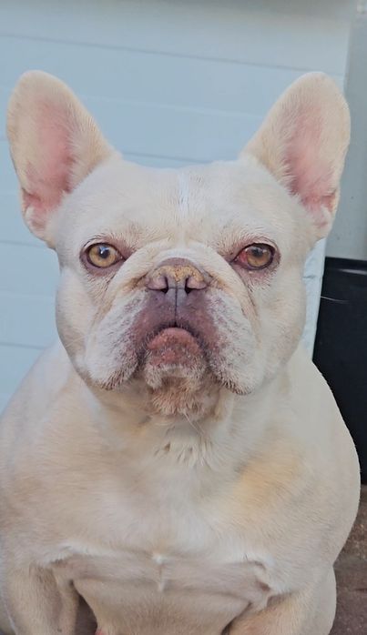 Bulldog Francês Femea