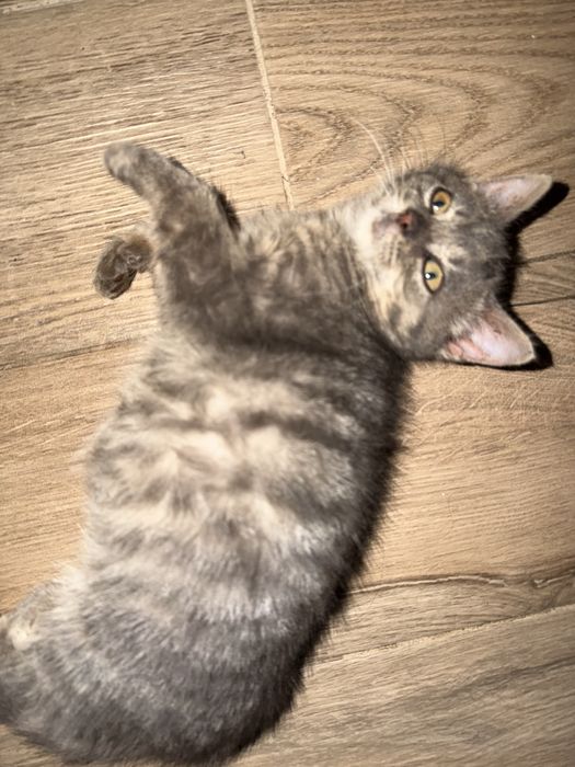 Отдам двух котях метис