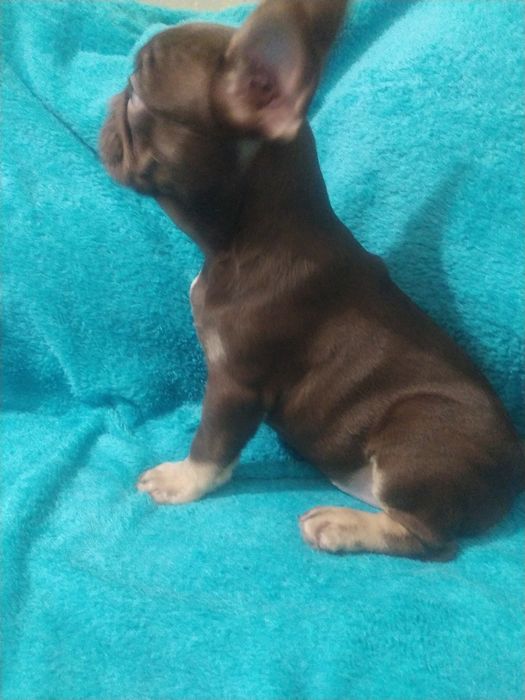 VIP  солодка дiвчинка Izabella