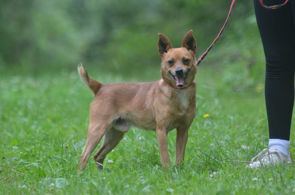 Porto-do adopcji