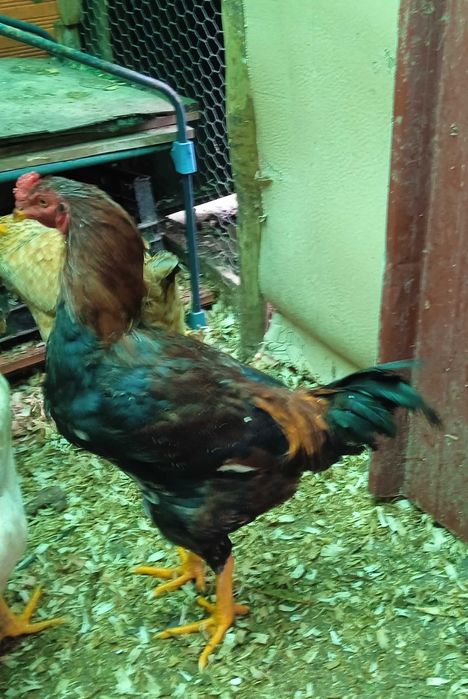 Frango índio a começar a cantar