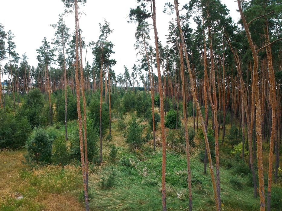 Земельна Ділянка в сосновому лісі 1.8га під забудову 500у, е, сотка