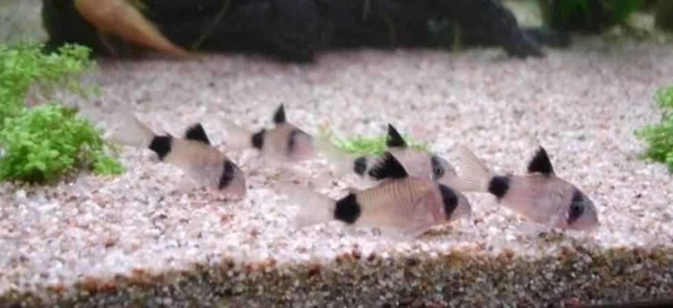Corydora panda super
