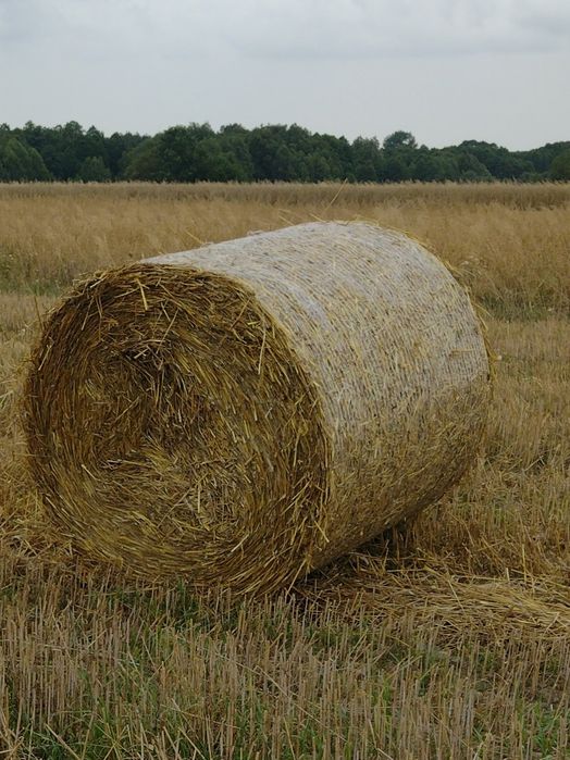 Sprzedam słomę w belach