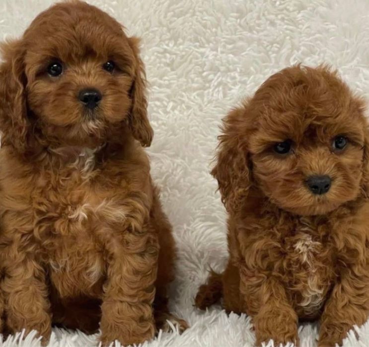 Мальтипу хлопчик чекає на люблячу родину Мальтипу міні Мальтипу ф1