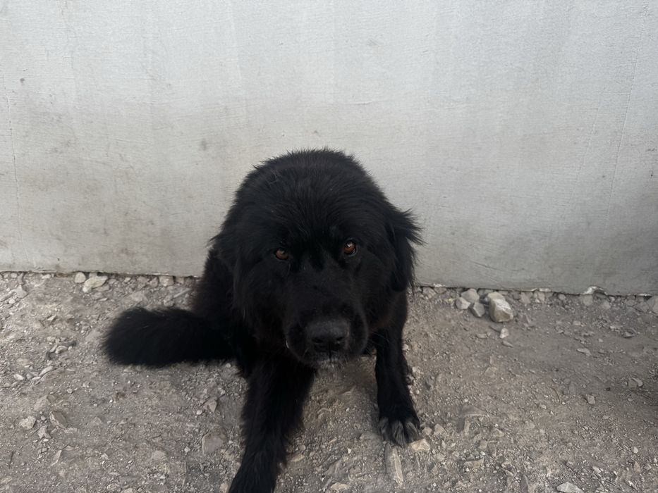 Oddam pieski  za darmo