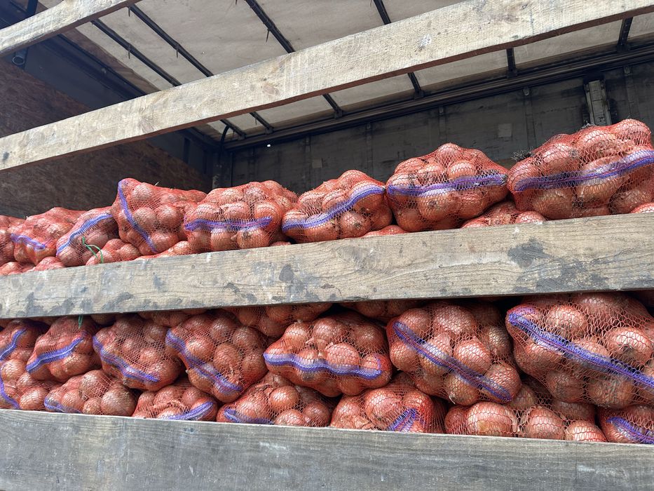 Продам цибулю велику