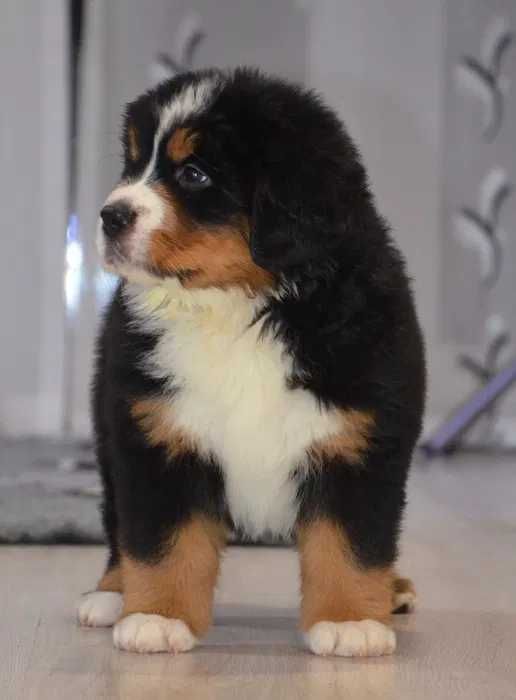 Bouvier Bernois disponível