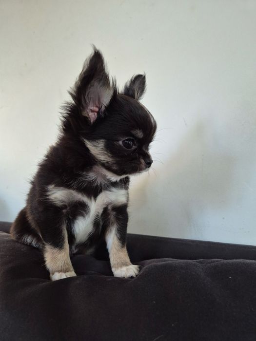 Chihuahua dlugowlosa piesek FCI