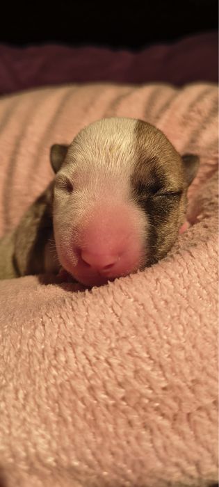 Bulterier miniaturowy