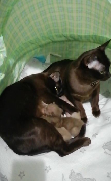 Котята бурма европейская