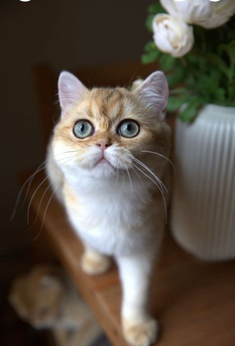 Золота шиншила скоттіш страйт