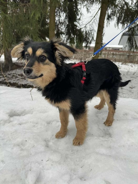 Mięciutki szczeniak Flafi do adopcji