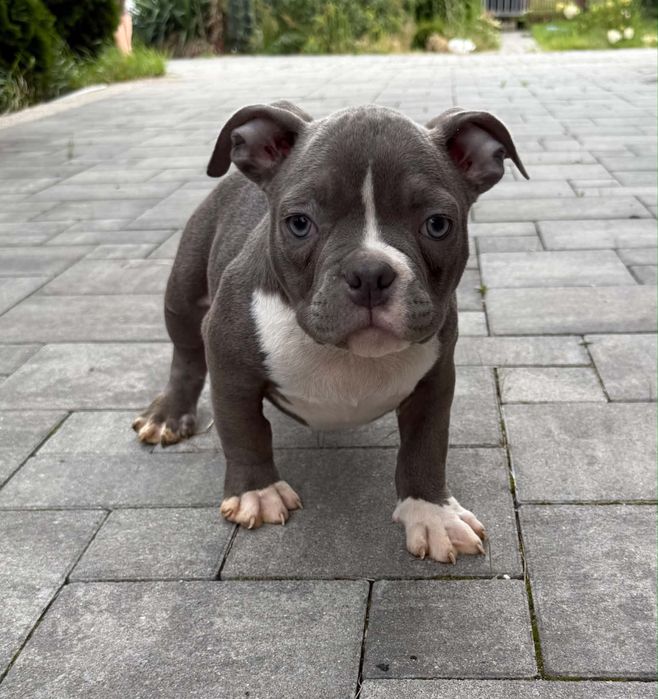 American bully piesek