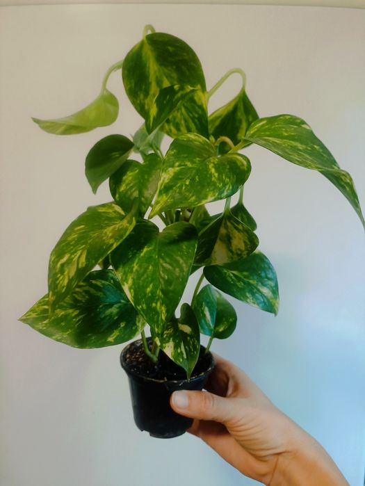 Кімнатні рослини, вазони.Сциндапсус золотистий, сингоніум, паперомія.