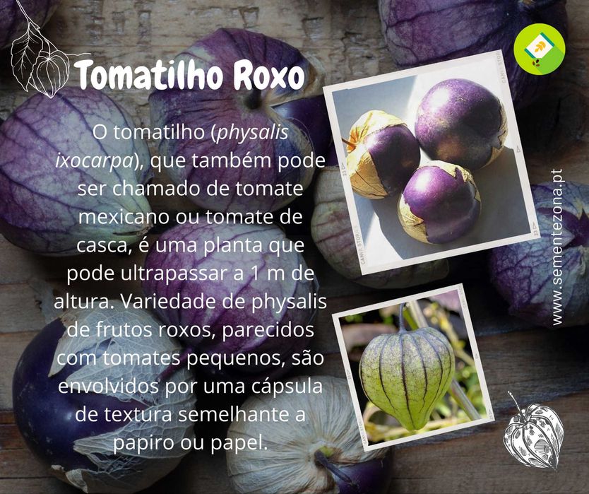 20 sementes de Physalis ixocarpa - Tomatilho Roxo