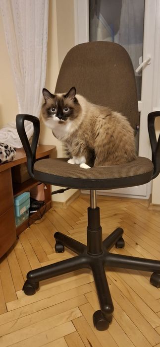 Офісне (компьютерне) крісло