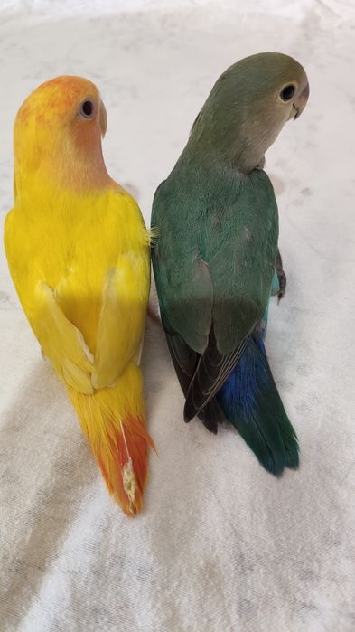 Agapórnis domesticados
