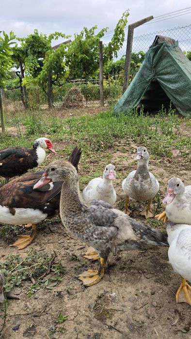 Patos mudos do campo