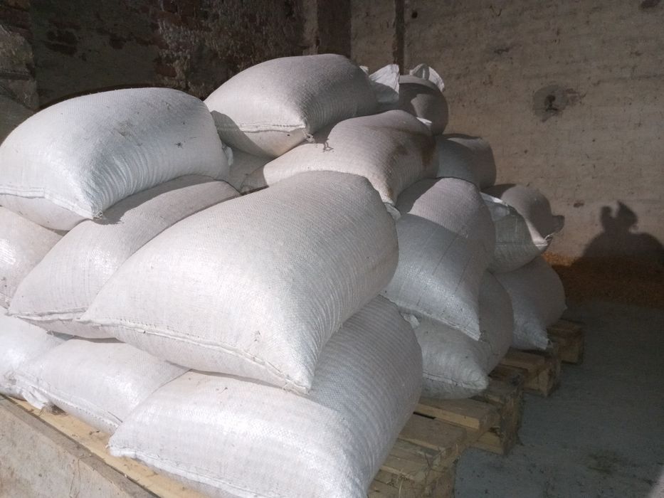 Pszenica - worki 25kg