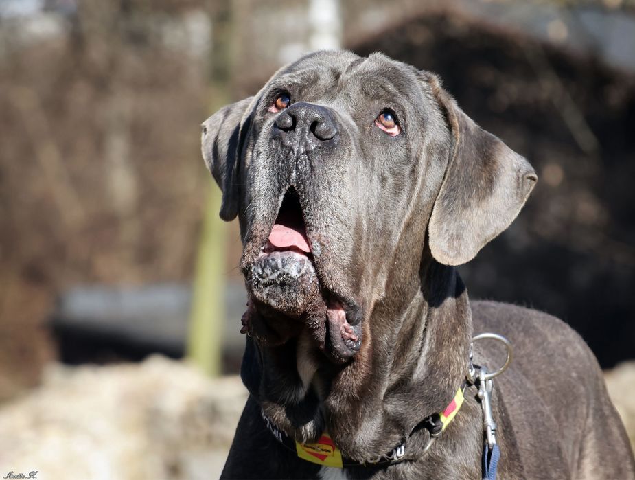 Szukamy domu dla Bazyla - Cane Corso
