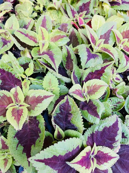 Колеус різнокольоровий черенок