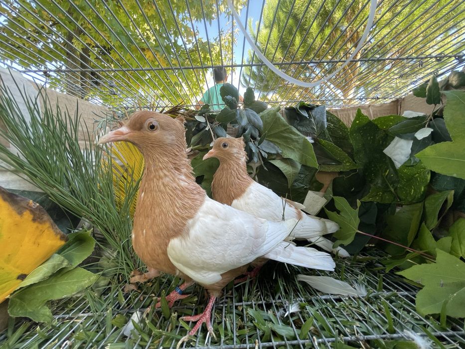 Pombos arcanjos de varias cores