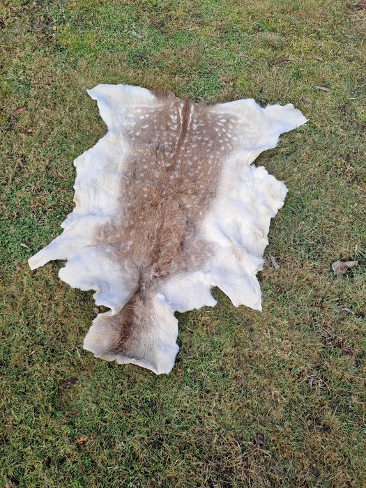 Skóra z Daniela  wygarbowana
