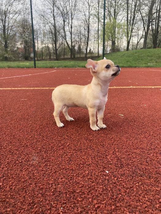 Chihuahua suczka czarna