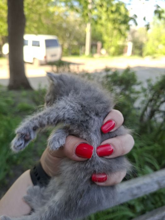 Віддам  кошенят безкоштовно