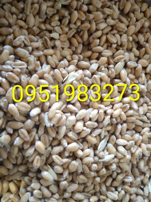 Продам пшениця 8 грн за кг
