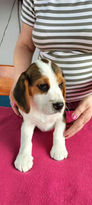 Piesek- Szczenię Beagle