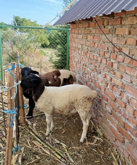 Продам на розвод баранів крос-дорпера та романівської.