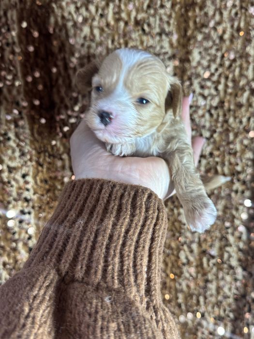 Мальтіпу дівчинка