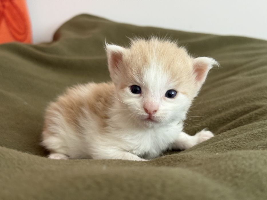Kocurek Maine Coon do rezerwacji