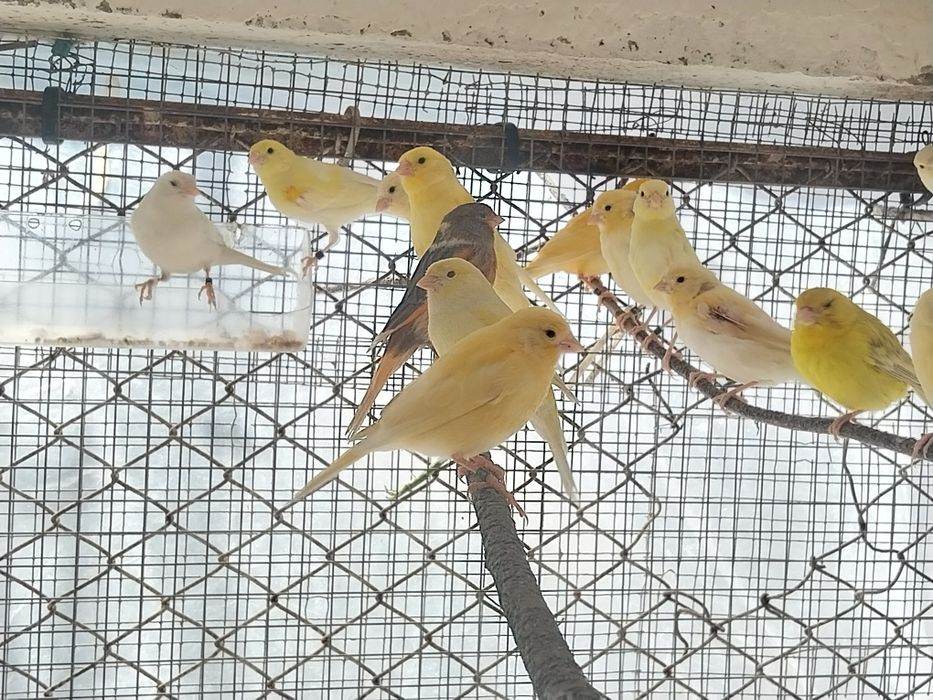 Canarios novos para venda