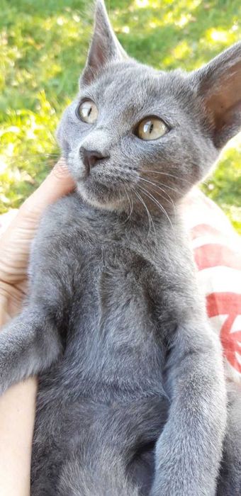 Котеня в добрі руки