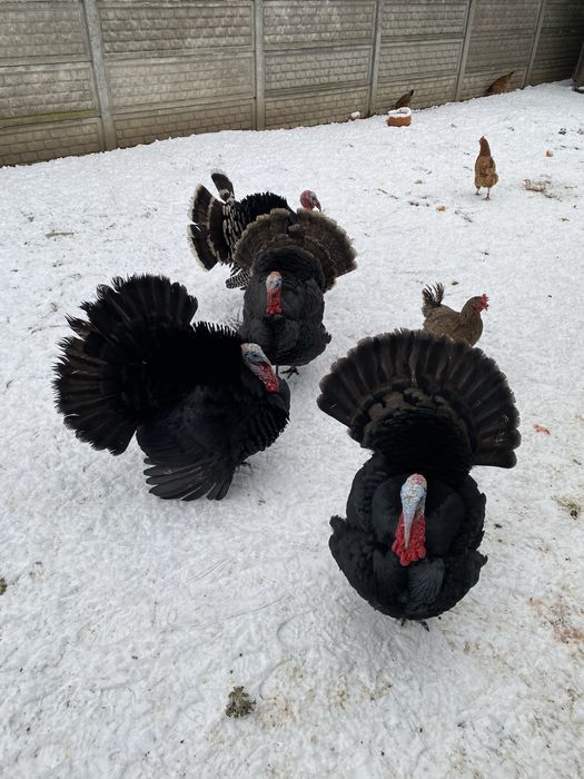 Indyk kanadyjski indyki indory czarne