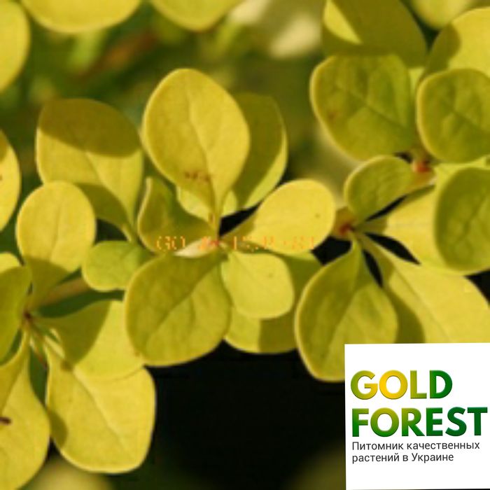 Барбарис Тунберга -Berberis thunbergii