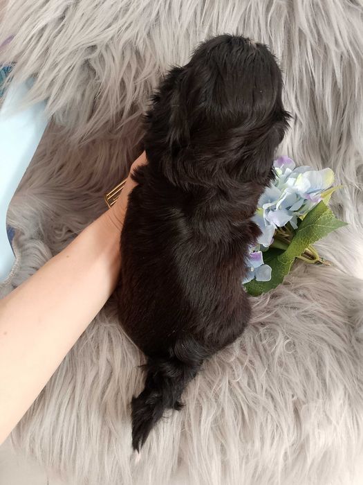 Śliczny piesek rasy Shih-Tzu
